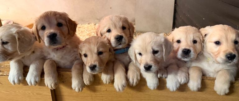 Golden retriever pups 