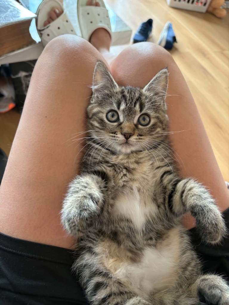 Cross Ragdoll kitten 