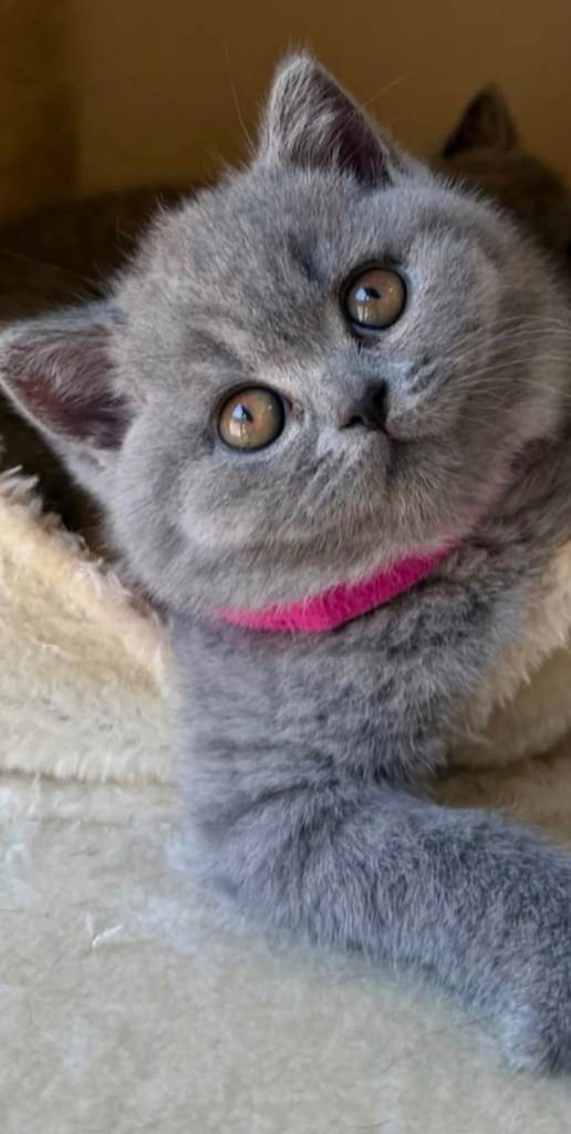 Stunning Adorable British Short Hair Kittens