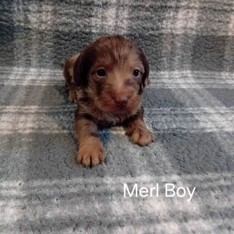 Doxiepoo puppies