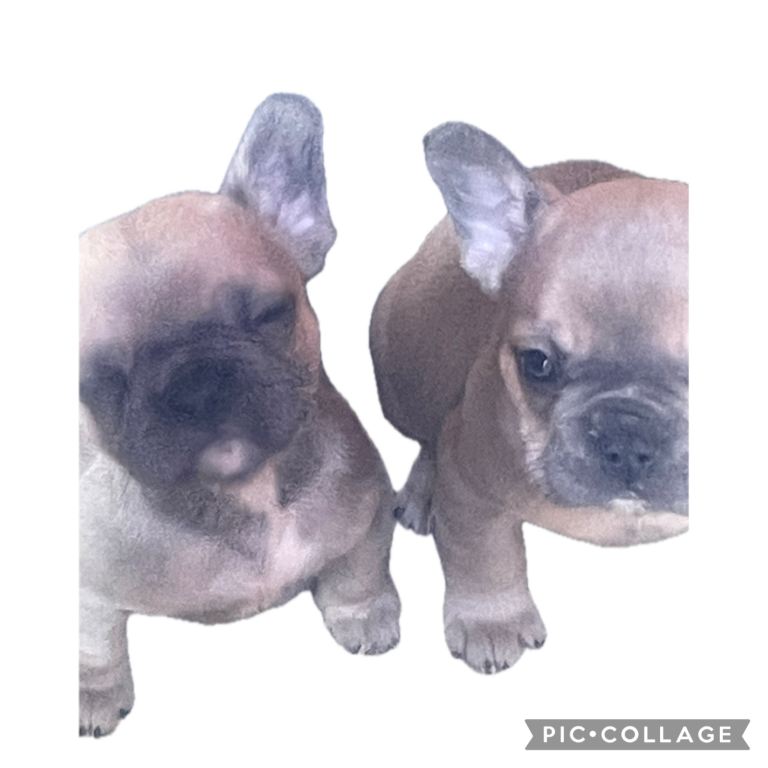 Ready now for there 4ever homes 