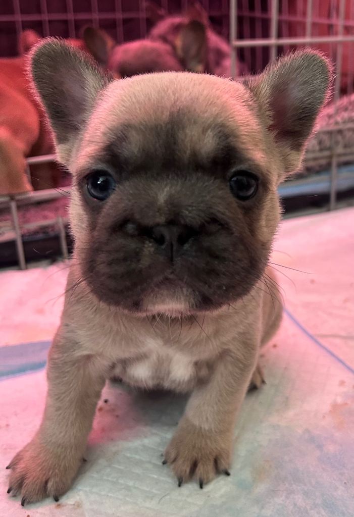 2 French bulldogs puppies 