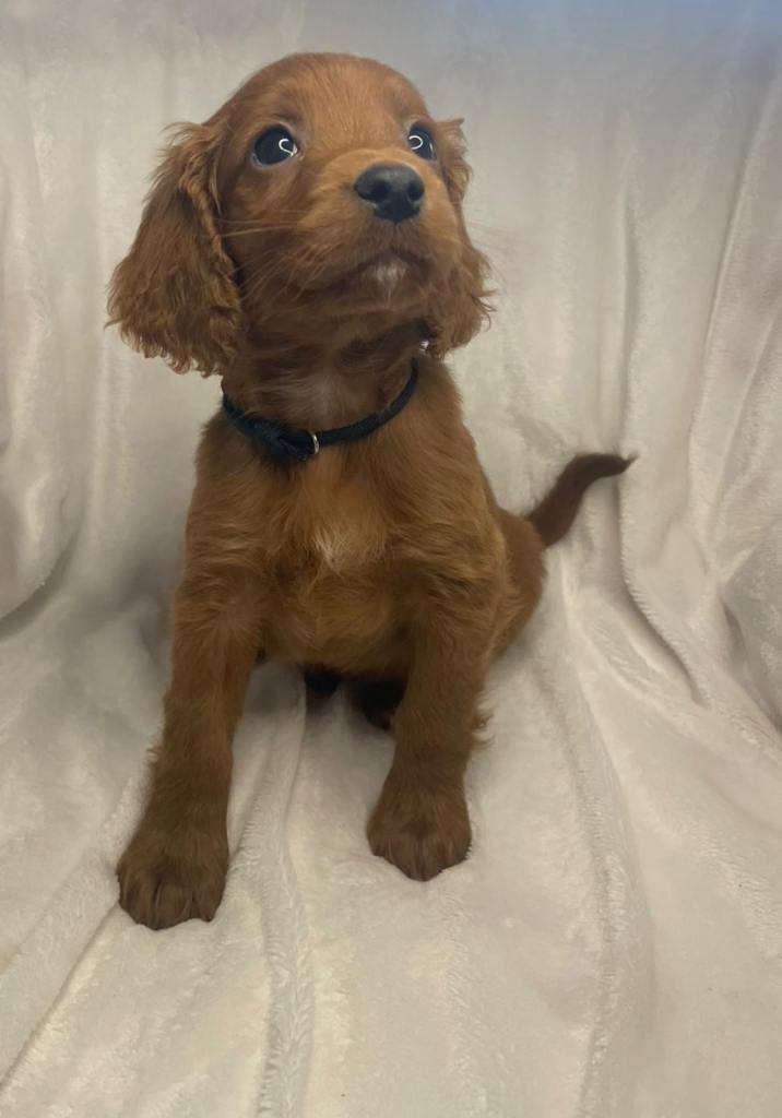 Ready to leave x2 cockapoos 