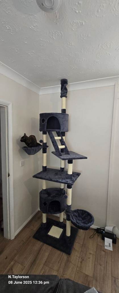 cat tree 
