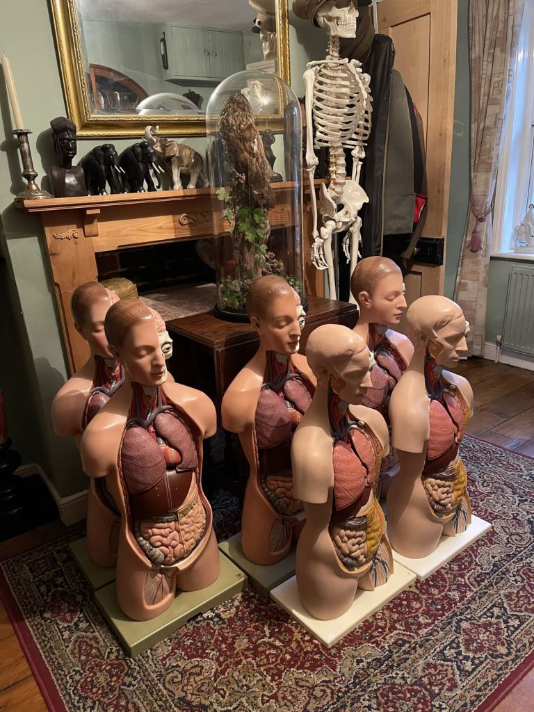 Old school anatomy models wanted 