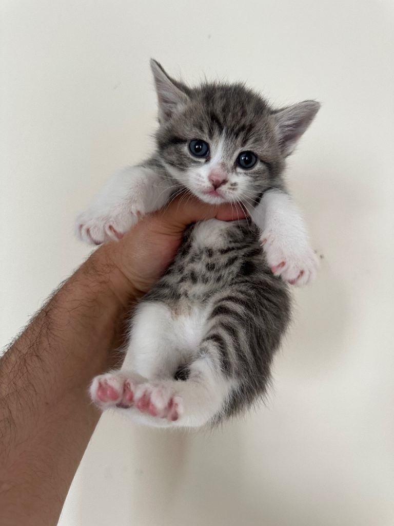 British Short hair mix kittens