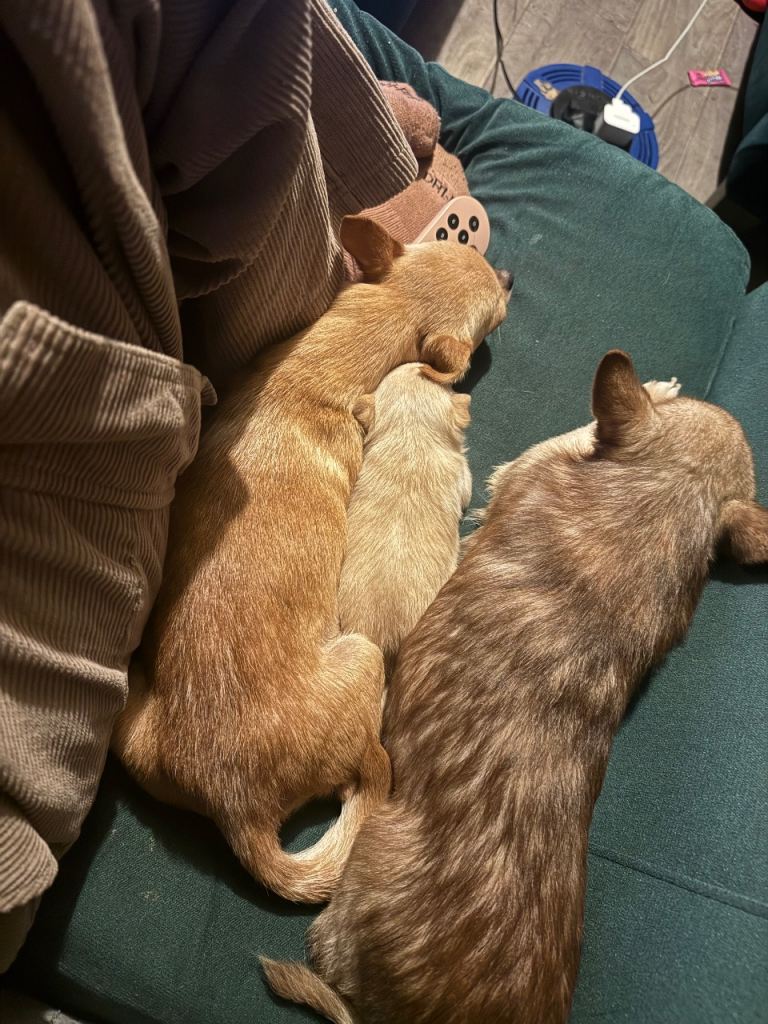 Gorgeous friendly Chihuahua Puppies 