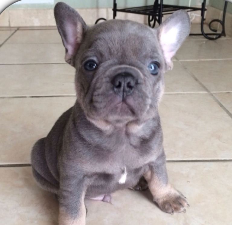 French bulldog puppies