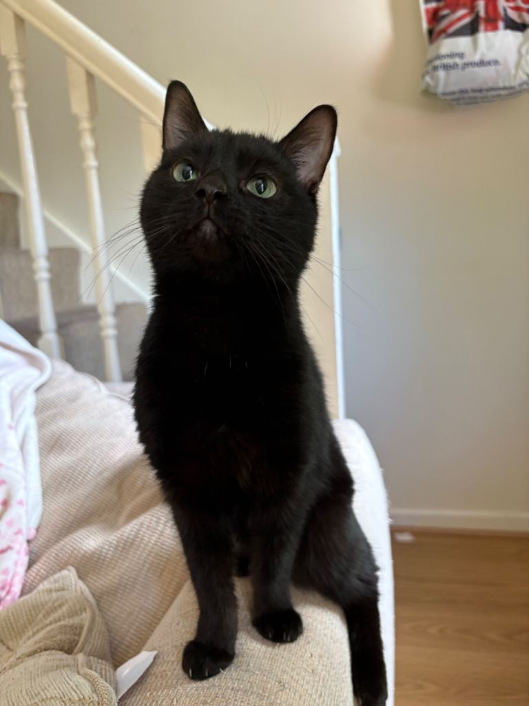 1 year old male cat Moo urgently seeking home