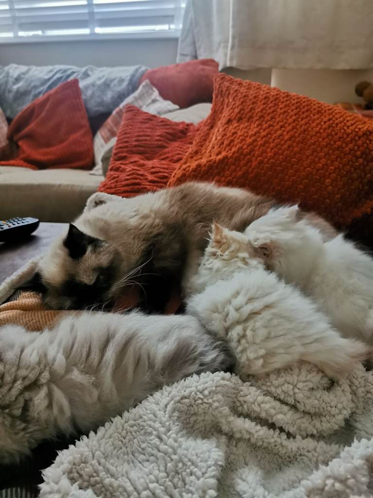 Pedigree Persian exotic longhair kitten 