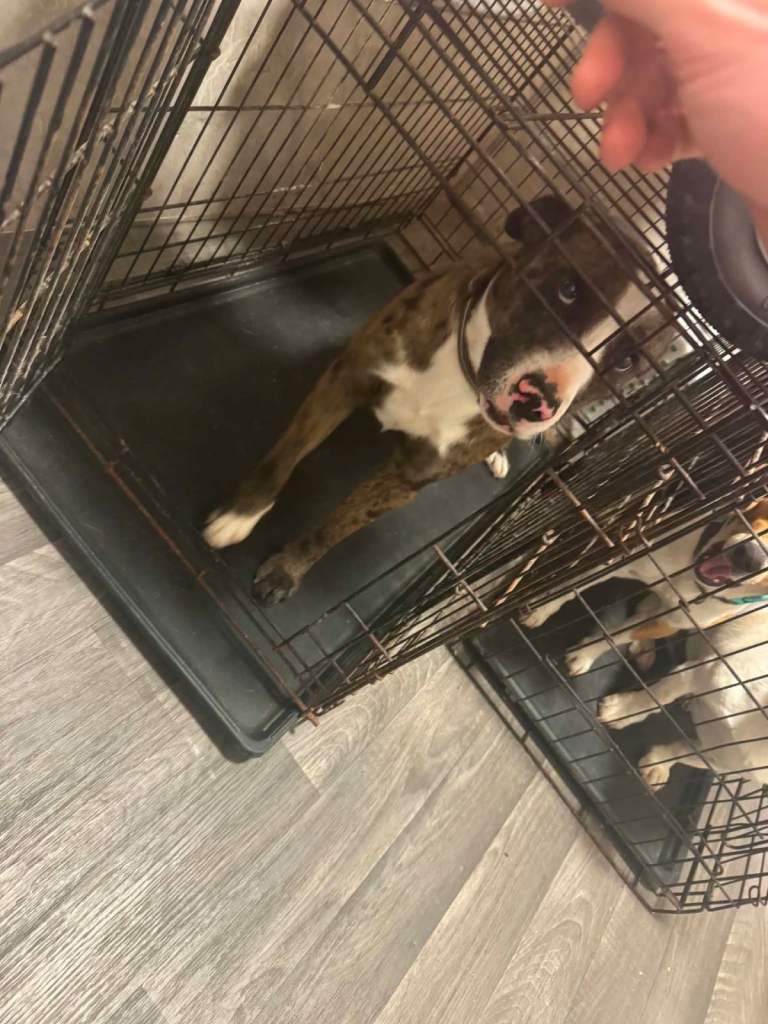 Looking to rehome my dog