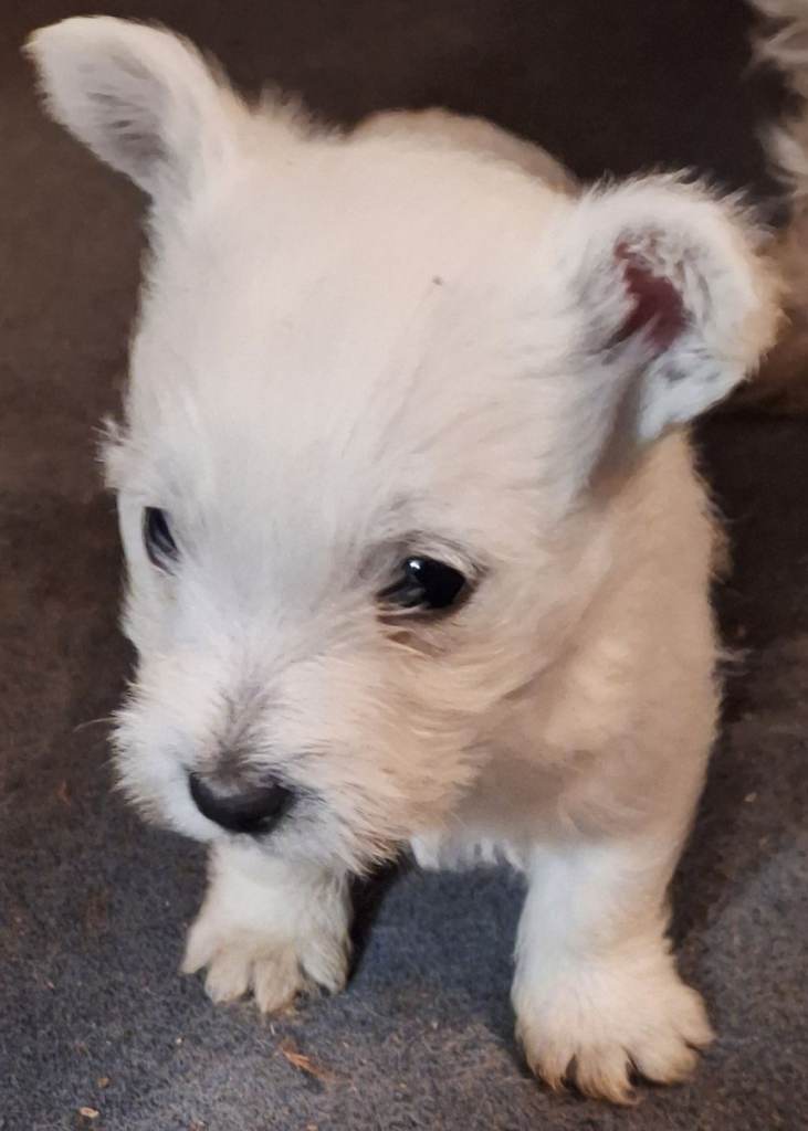 West highland terrier puppies 