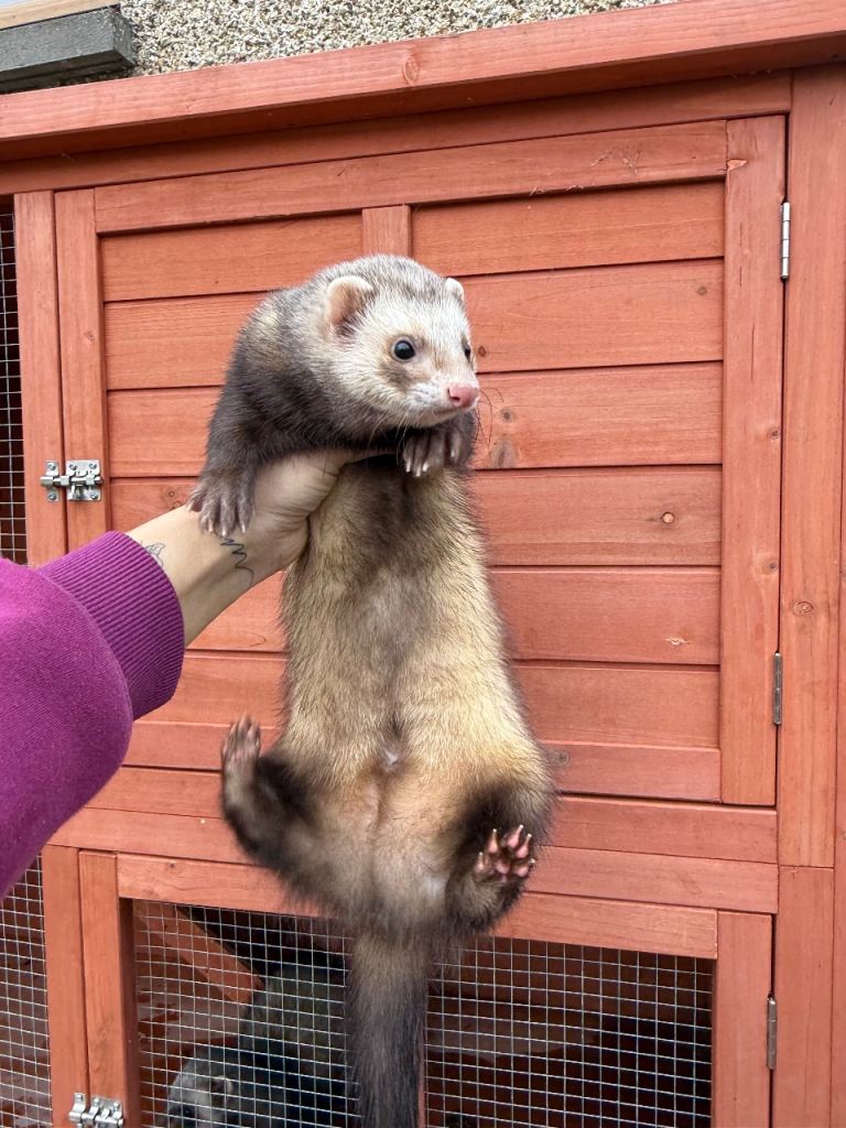 2 male ferrets 
