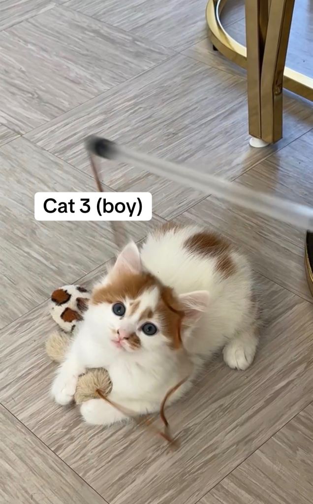 5 loving cute kittens!
