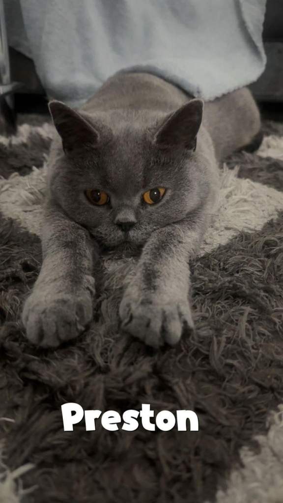 Beautiful British Shorthair PRESTON, FULWOOD