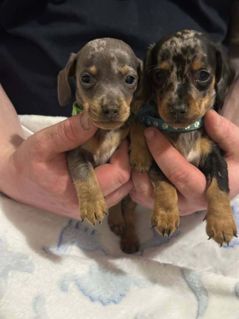 Miniature daxie pups 