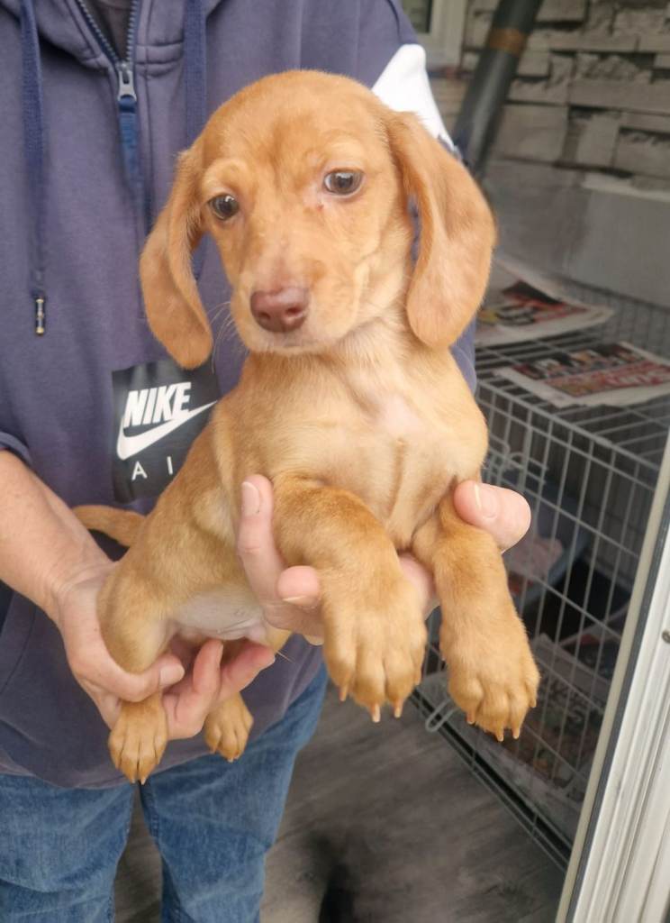 miniature dachshund puppies