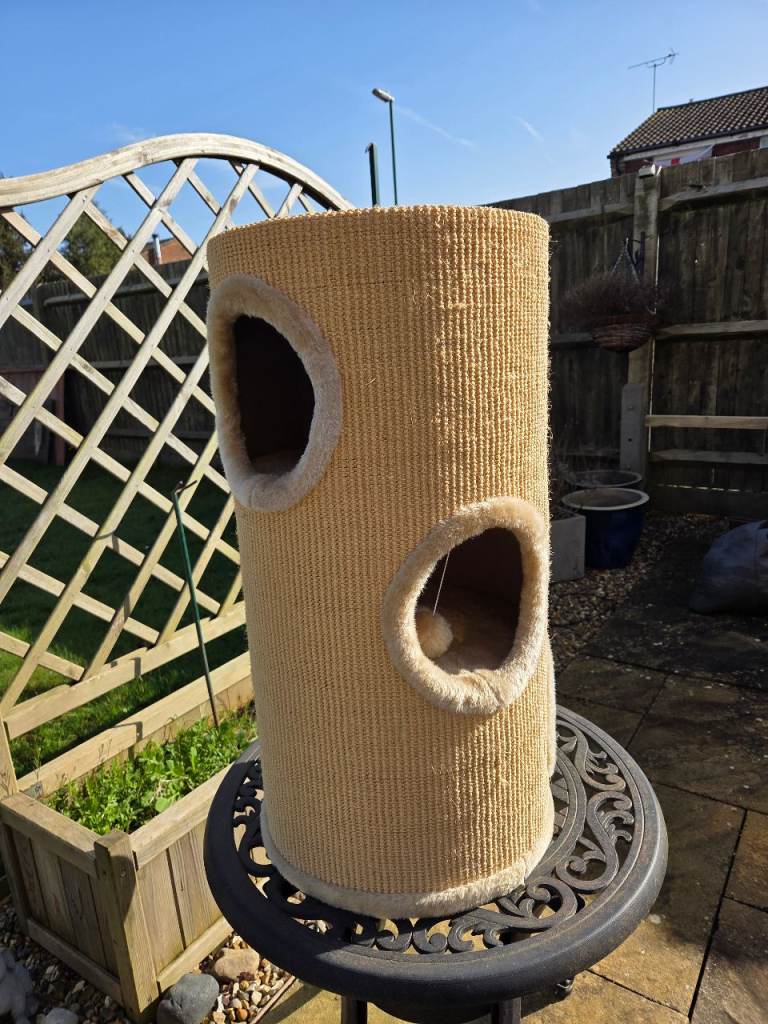 Cat climbing tower