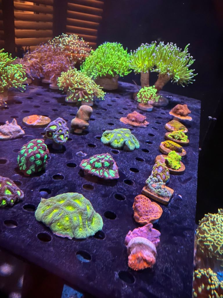Marine corals reef 
