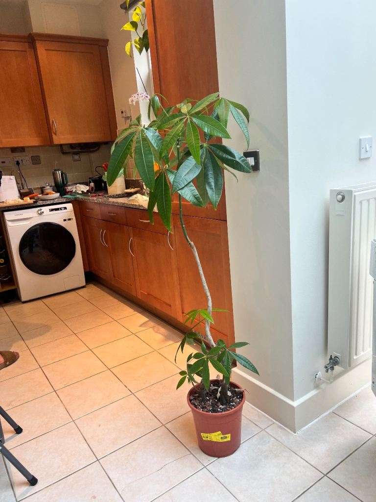 Healthy Money tree 