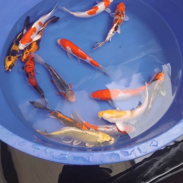 High Grade Koi Carp Hand picked