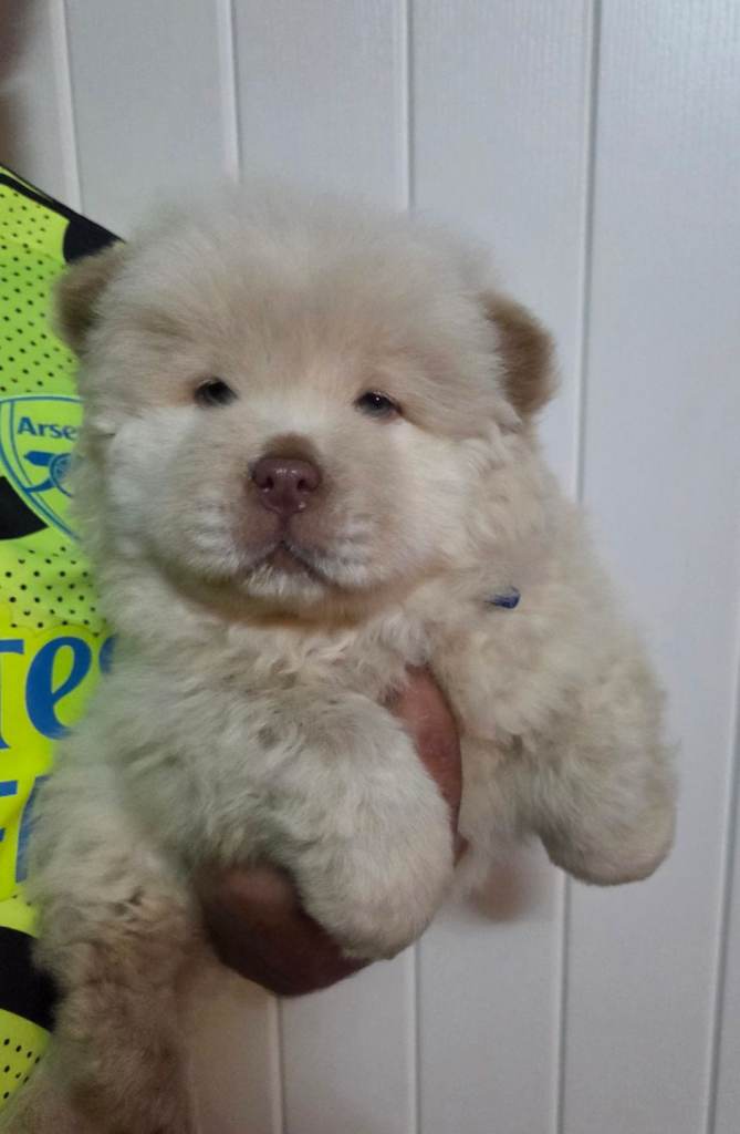 💙GO! 💙Blue Chow & Cream Wrapped In Chocolate Chow