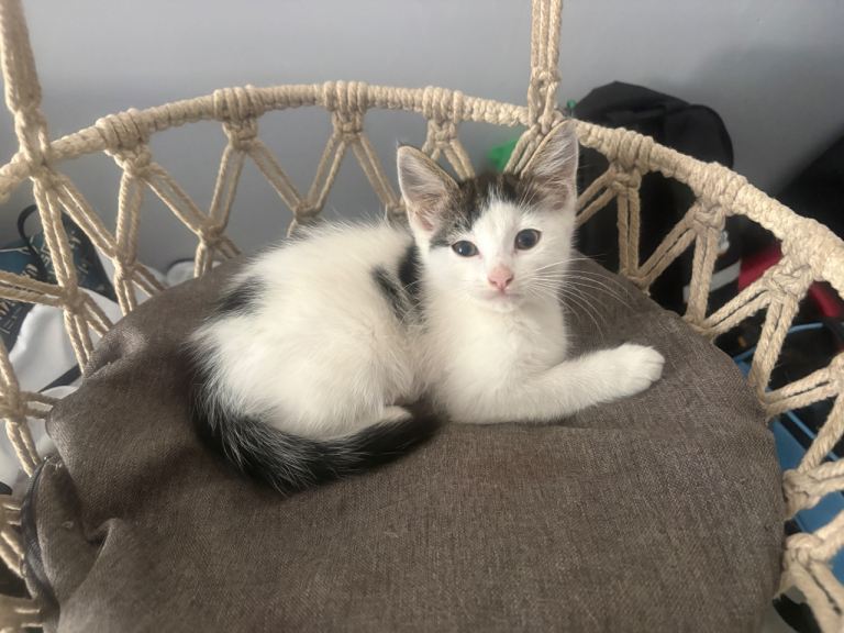 Cats for sale