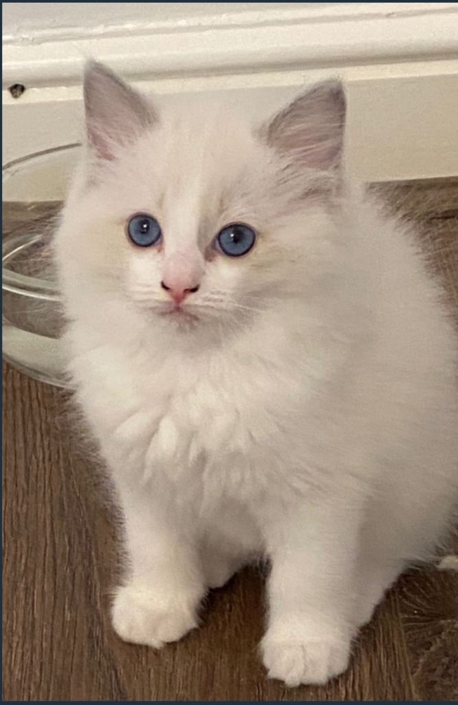 Ragdoll Kittens for sale 
