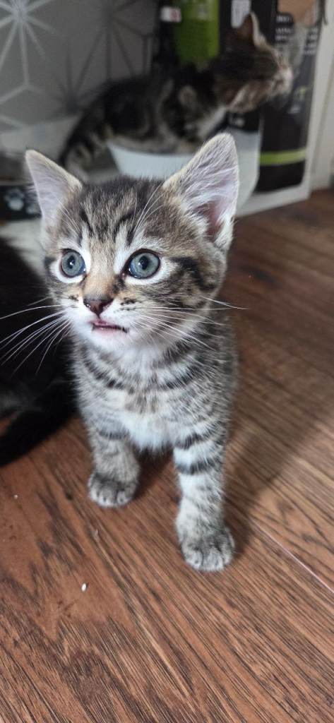 Lovely kittens for sale