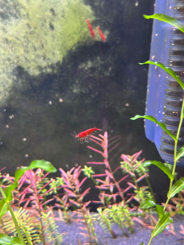 Aquarium shrimp for sale. 