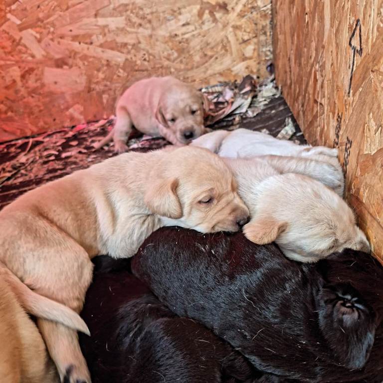 Labrador Pups- Ready to go 