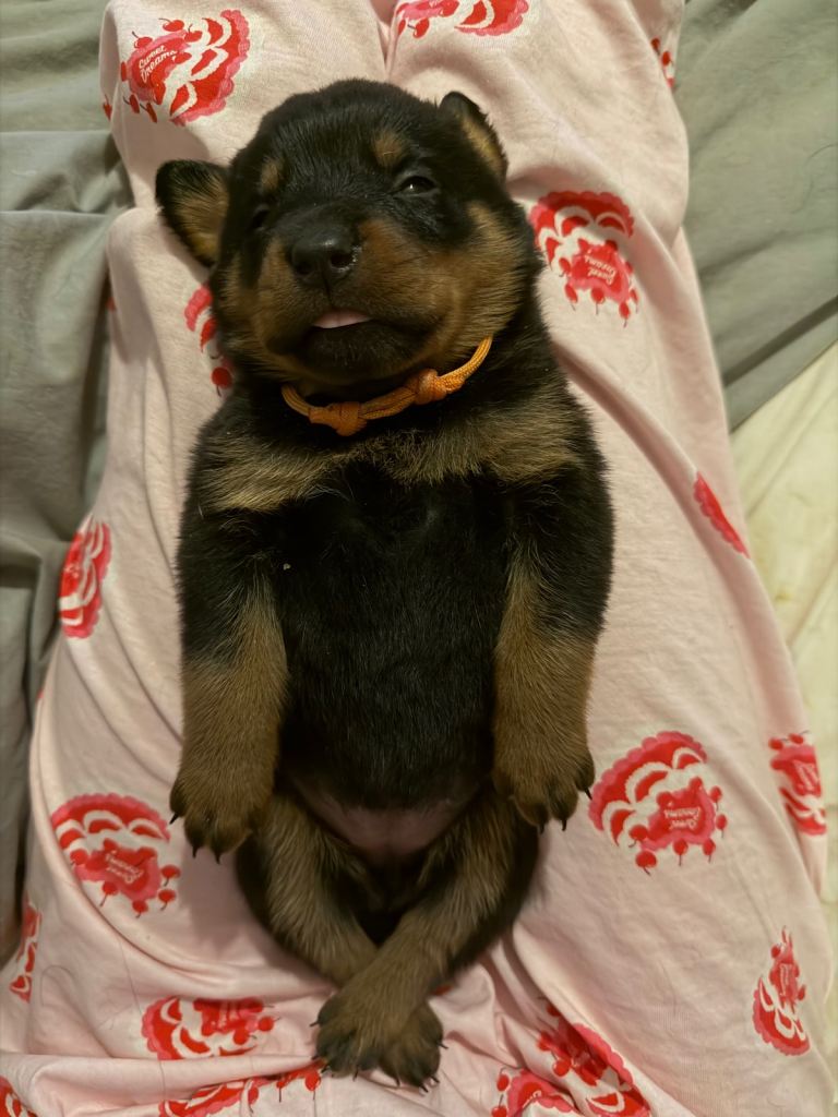 Rottweiler pups 
