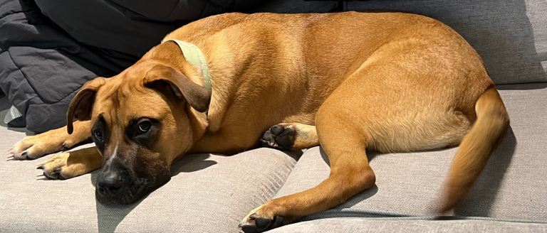 URGENT HOME NEEDED!!! 