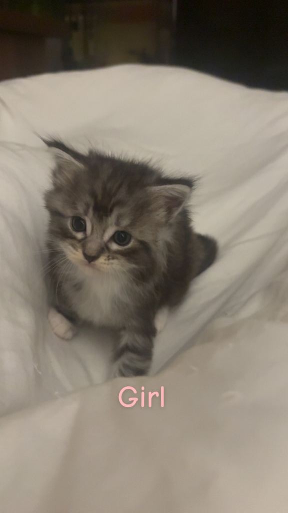 Mainecoon X Ragdoll kittens 