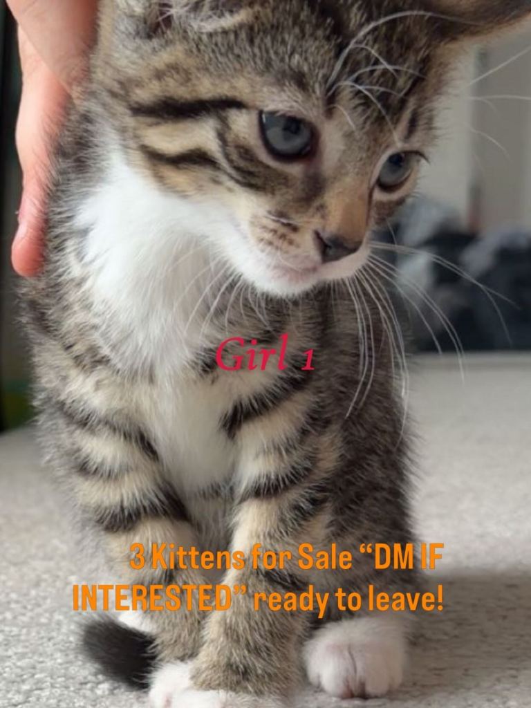 Kittens For Sale
