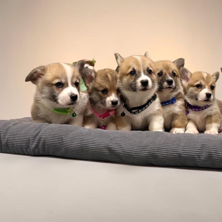 Gorgeous corgi puppies