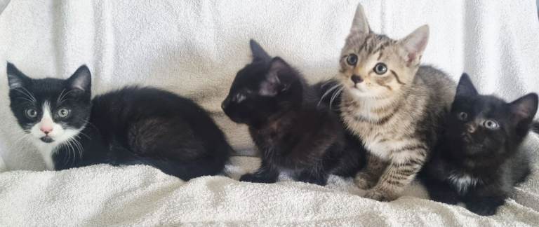 Gorgeous kitten available to leave now