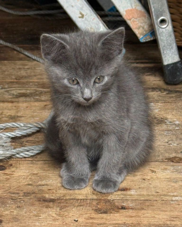 Kittens Looking for Loving Homes 🐱