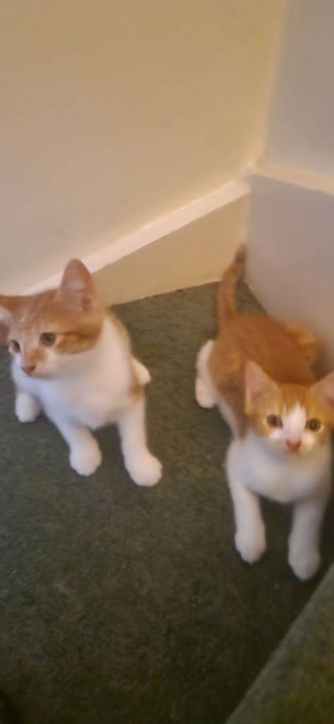 Beautiful kittens need new homes