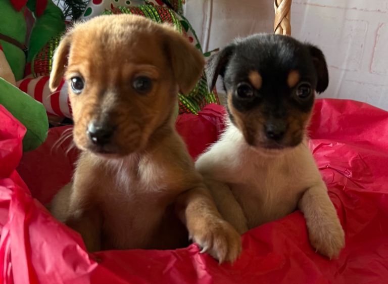 Jack russel x dachshund