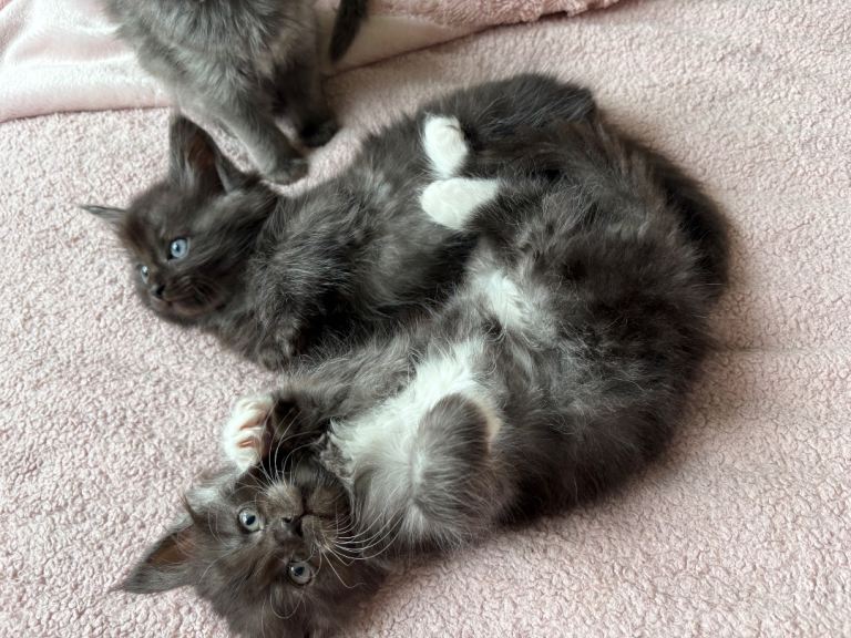 READY NOW! Beautiful Mainecoon cross kittens 1 boy and 1 girl left x  