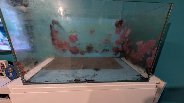 3ft fish tank