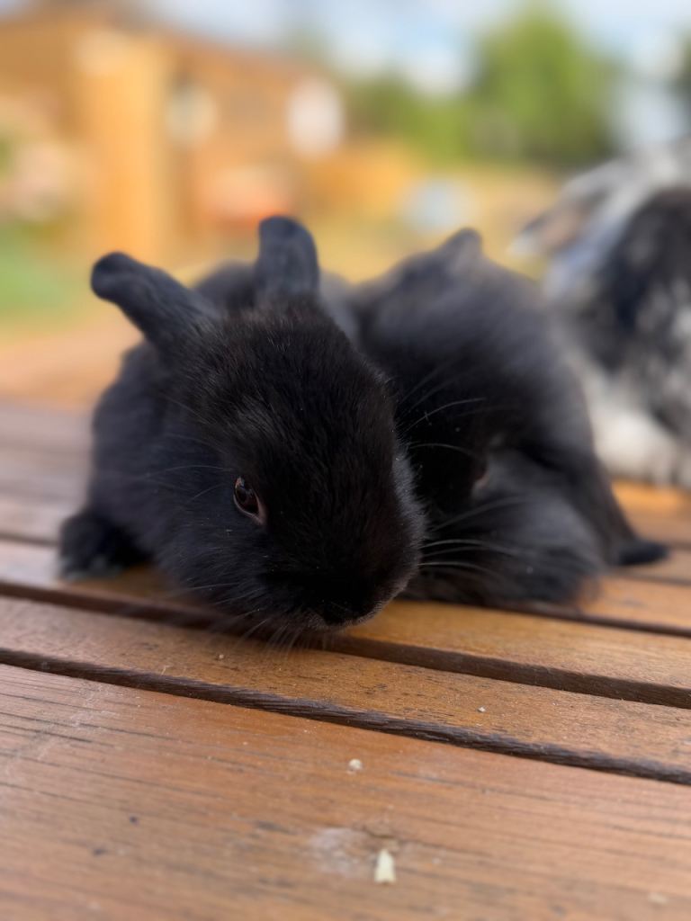2 mini lion lop rabbits ready now to leave