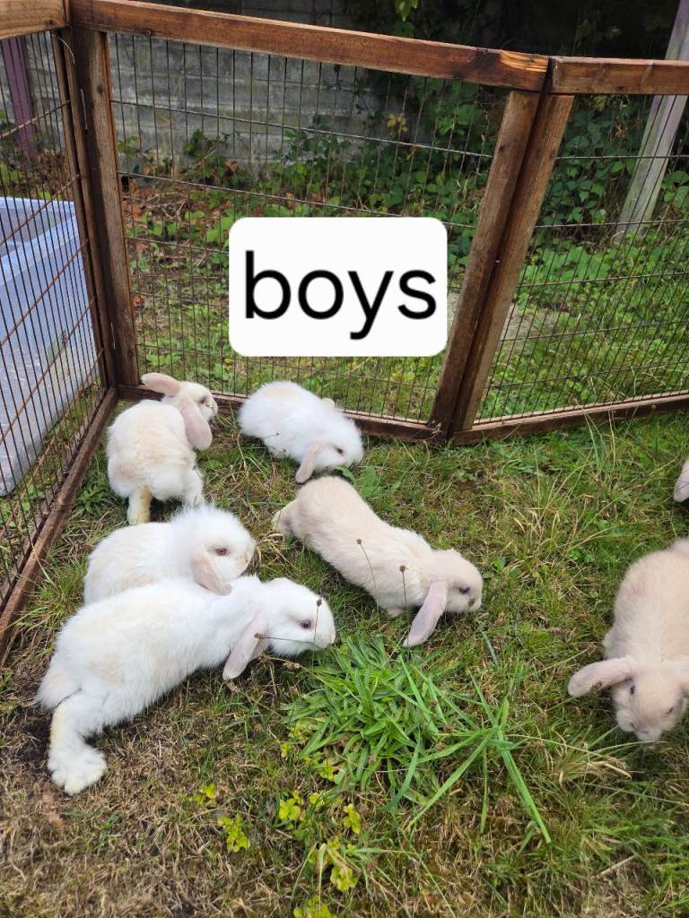 Lionlop babies for sale 