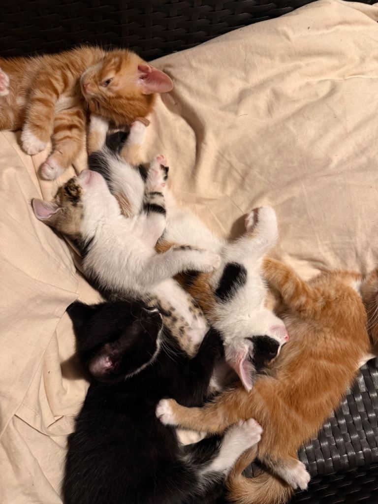 8 week kittens 