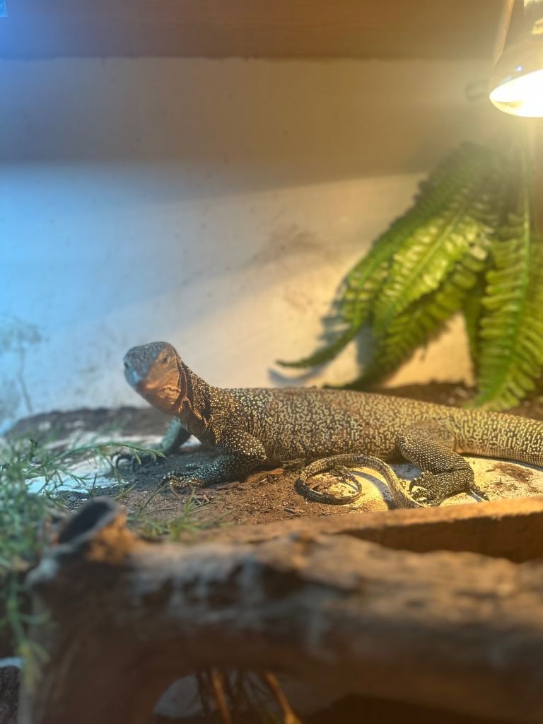 Mangrove monitor and Viv