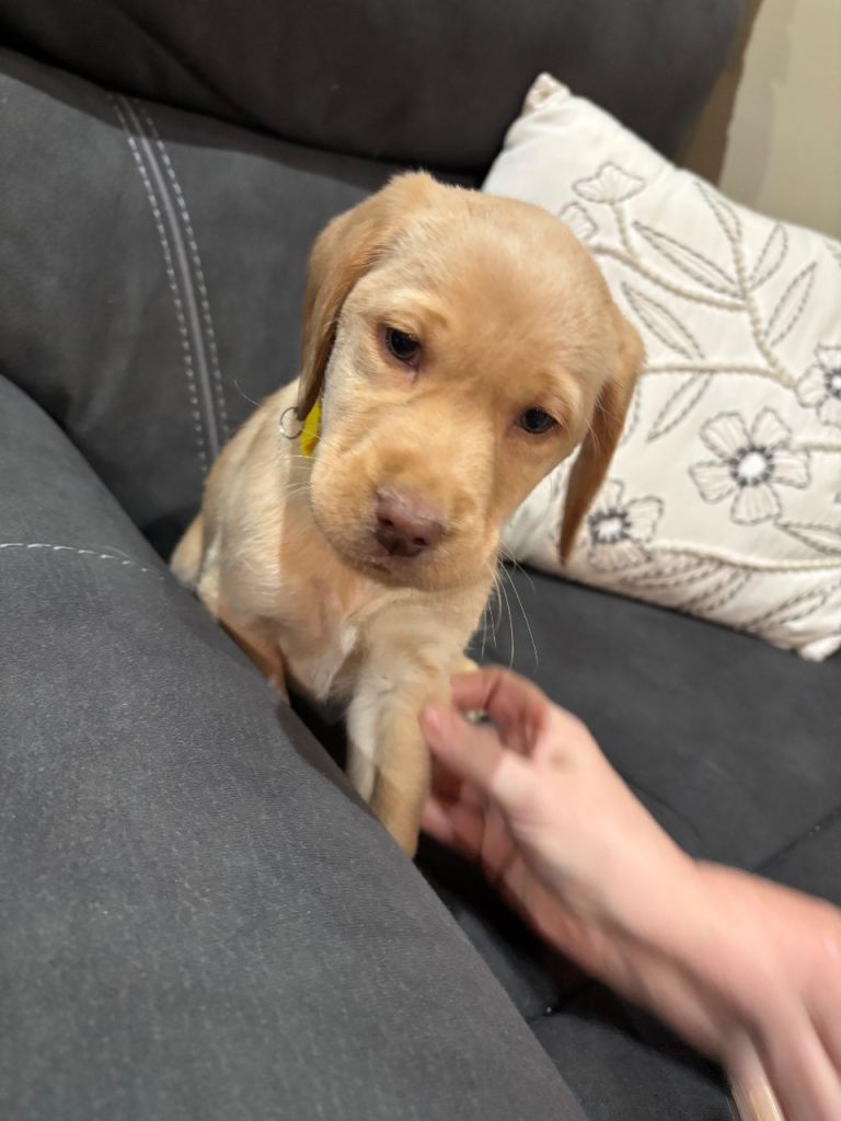 2 male Labrador x Cocker spaniel male pups left 