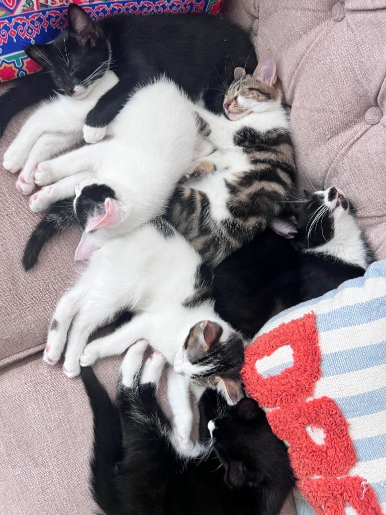 6 adorable cute kittens for sale 
