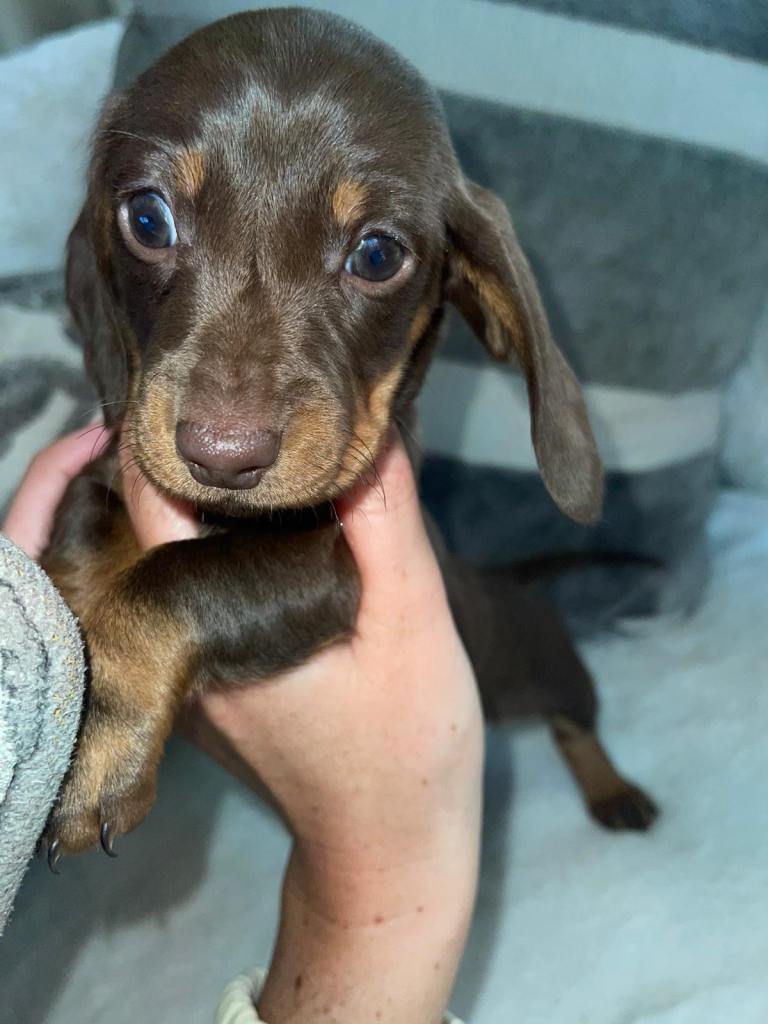 Miniature dachshund puppies 