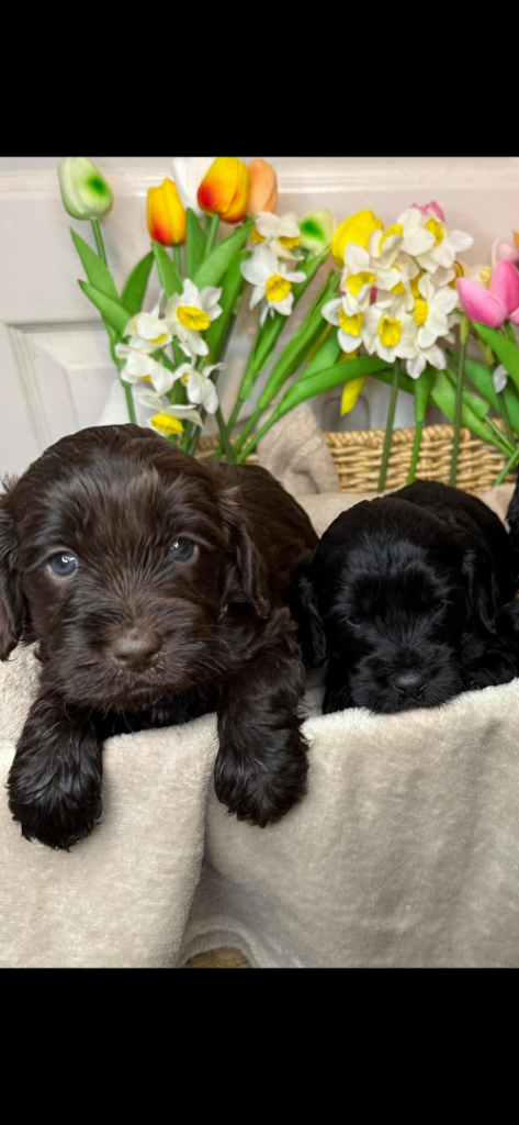 Adorable Cockapoo boy puppies